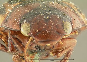 Media type: image; Entomology 34567   Aspect: head frontal view
